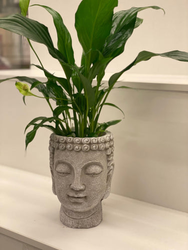 peace lilly - Spathiphyllum Plant in Buddha Vase